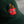 Load image into Gallery viewer, Googly Apple Hat | Embroidered Dad Hat: Forest Green