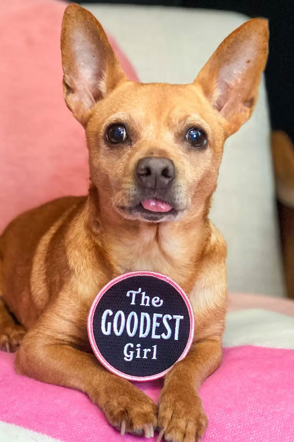 Tan chihuahua dog laying on a pink blanket. The Dog has a black circle patch laying on her paws. The patch has a pink border and says The Goodest Girl in white lettering.