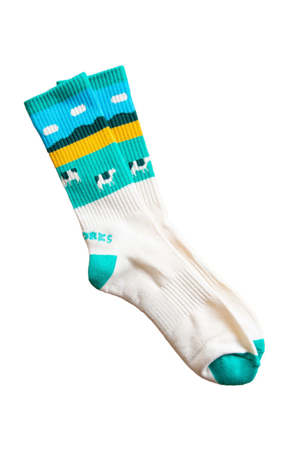 White crew socks with teal toe and heel. Teal band at the top. The socks depicte a pasture under a blue sky with black and white cows grazing.